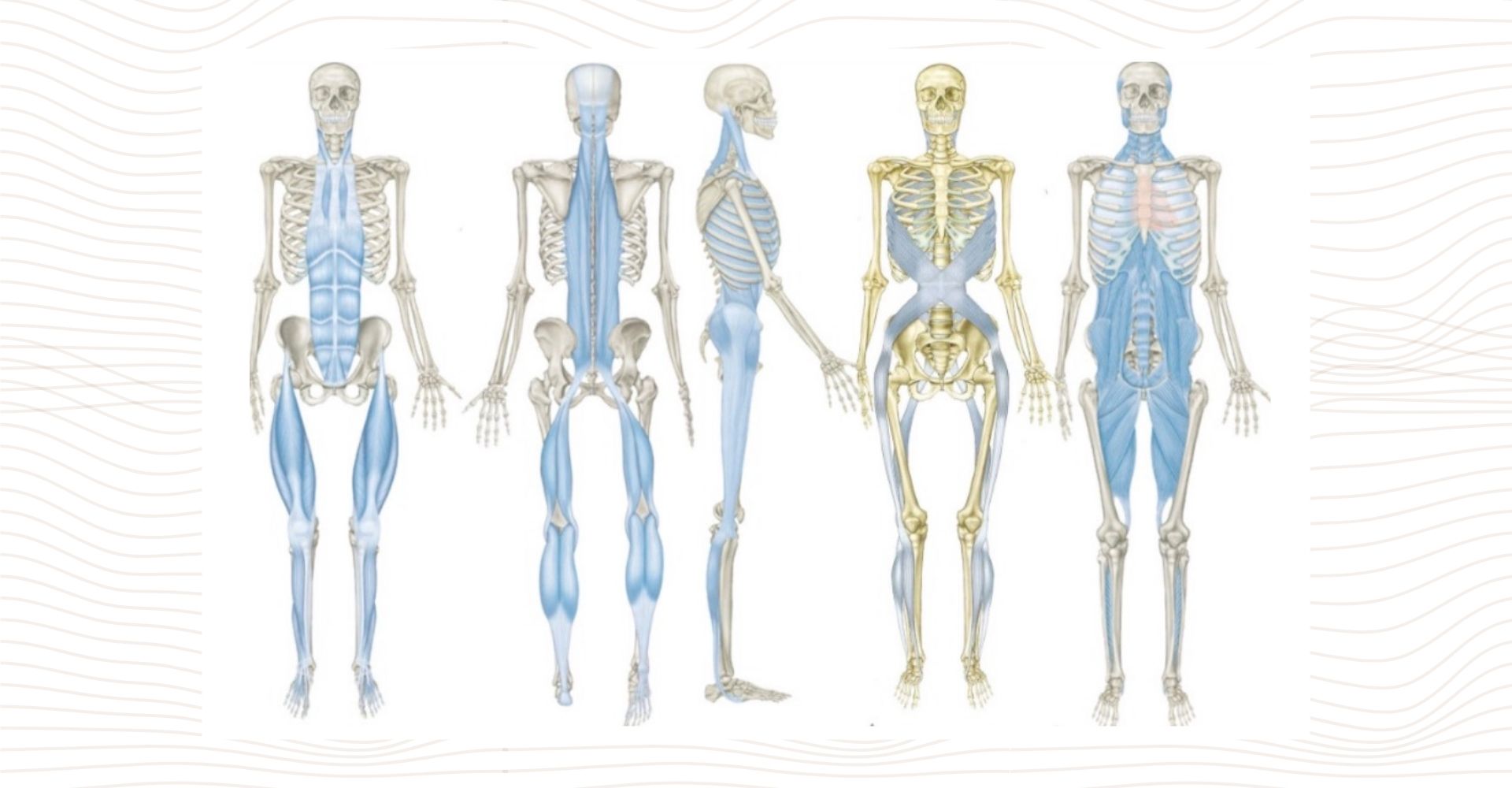 ファシアの構造と役割